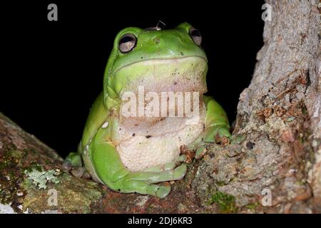 Australischen grünen Laubfrosch Stockfoto