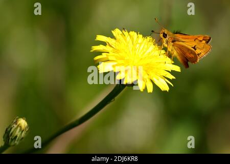 Skipper Schmetterling Fütterung auf dem Nektar einer Löwenzahn Blume Stockfoto