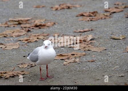 Eine Möwe, die auf Zementboden mit viel Kopieplatz steht. Es gibt trockene Blätter, die spärlich auf dem Boden verstreut sind. Hafen- oder Pier-Szene. Stockfoto