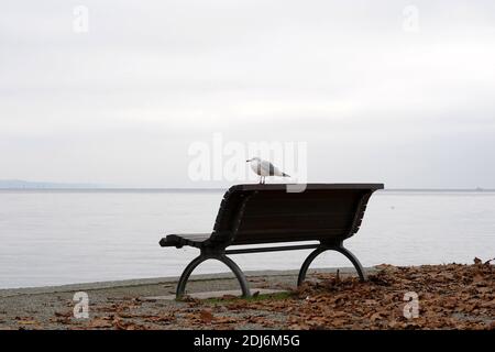 Bank am Ufer des Bodensees in Deutschland mit einer Möwe auf der sitzt. Trockene Blätter auf dem Boden und der Himmel ist bedeckt. Lockdown-Eindruck. Stockfoto