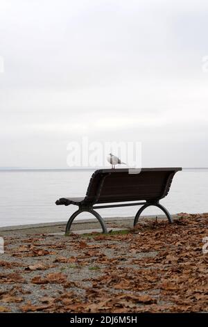 Bank am Ufer des Bodensees in Deutschland mit einer Möwe und einem Kopierraum. Trockene Blätter auf dem Boden und der Himmel ist bedeckt. Stockfoto