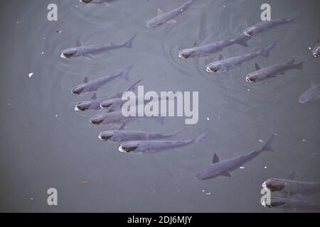 Schule der Fische mit ihren Köpfen hoch gehalten Stockfoto