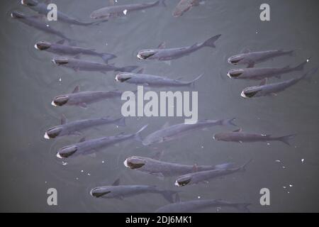 Schule der Fische mit ihren Köpfen hoch gehalten Stockfoto