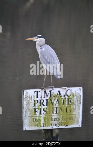 Graureiher Auf Privaten Angelschild Thront - Ardea Cinerea - Angelsee - großer Raubvogel - Vereinigtes Königreich Stockfoto