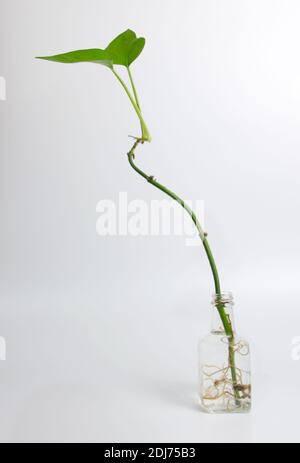 Eipremnum aureum / Devils Ivy / Pothos Hauspflanze wächst In Wasser Stockfoto