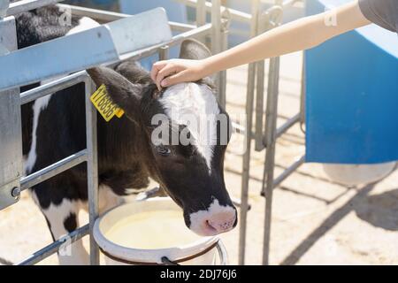 Kleine junge Hand berührt junge niedliche Kalbskopf auf Milchviehbetrieb. Stockfoto