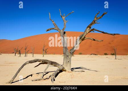 Abgestorbene Kameldornbaeume, Dead Vlei, Namib-Naukluft-Park, Namib-Wueste, Namibia/Namib-Wüste, Kameldornbäume, (Acacia Erioloba) Stockfoto