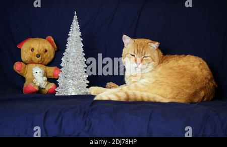 Ältere Katze mit sehr altem Teddybär unter weihnachtsbaum Stockfoto
