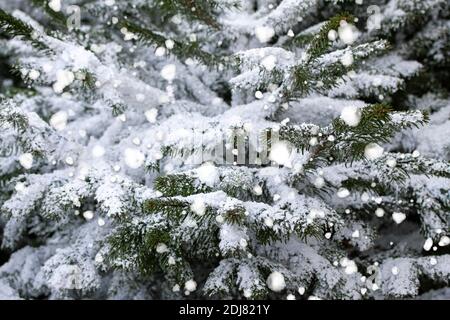 Grüne Tannenzweige bedeckten Frost bei schneebedecktem Wetter. Schnee Wetter oder Weihnachten Hintergrund. Stockfoto