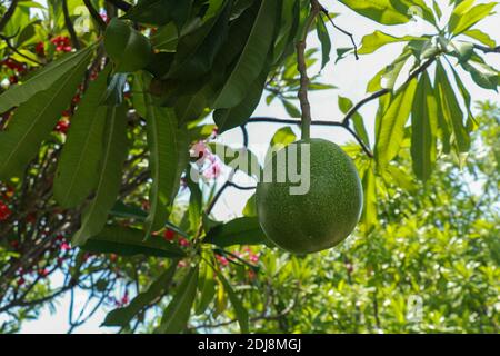 Indische Bael Frucht in Indonesien gemeinhin als Buah mojo mit wissenschaftlichen Namen bekannt ist Aegle marmelos, gut für die Gesundheit Stockfoto