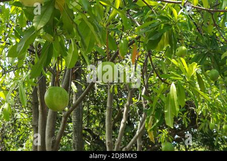 Indische Bael Frucht in Indonesien gemeinhin als Buah mojo mit wissenschaftlichen Namen bekannt ist Aegle marmelos, gut für die Gesundheit Stockfoto