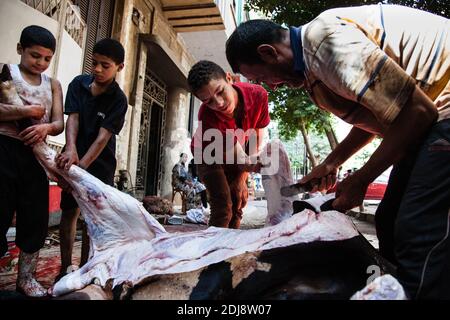 GRAFISCHE INHALTE - ägyptische Muslime schlachten während des islamischen Festes von Eid al-Adha in Kairo, Ägypten, eine Kuh zum Opfer. Muslime auf der ganzen Welt feiern Eid al-Adha, das Opferfest, um das Ende der Hadsch-Pilgerfahrt zu markieren, indem sie Schafe, Ziegen, Kühe und Kamele schlachten, um der Bereitschaft des Propheten Abraham zu gedenken, seinen Sohn Ismail auf Gottes Befehl zu opfern. Ein junger Mann lernt das Handwerk von seinem Vater. Ägypten, Kairo, Montag, 12. September 2016. Foto von Etienne Bouy/ABACAPRESS.COM Stockfoto