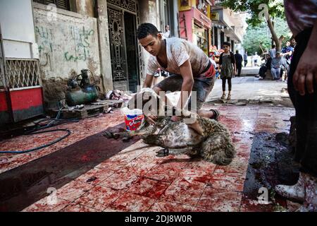 GRAFISCHE INHALTE - ägyptische Muslime schlachten während des islamischen Festes von Eid al-Adha in Kairo, Ägypten, ein Schaf zum Opfer. Muslime auf der ganzen Welt feiern Eid al-Adha, das Opferfest, um das Ende der Hadsch-Pilgerfahrt zu markieren, indem sie Schafe, Ziegen, Kühe und Kamele schlachten, um der Bereitschaft des Propheten Abraham zu gedenken, seinen Sohn Ismail auf Gottes Befehl zu opfern. Ägypten, Kairo, Montag, 12. September 2016. Foto von Etienne Bouy/ABACAPRESS.COM Stockfoto