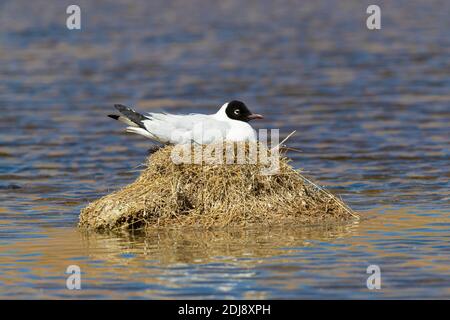 Eine Erwachsene Andenmöwe, Chroicocephalus serranus, auf ihrem Nest in einer Lagune, Andenzentrale vulkanische Zone, Chile. Stockfoto