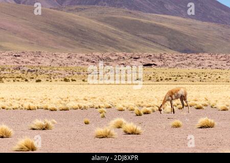 Adult vicuña, Vicugna vicugna, in der zentralen Vulkanzone der Anden, Region Antofagasta, Chile. Stockfoto