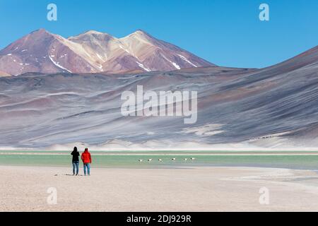 Flamingos der Anden, Phoenicoparrus andinus, Salar de Aguas Calientes, Nationalpark Los Flamencos, Chile. Stockfoto