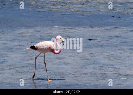 Andenflamingo, Phoenicoparrus andinus, Laguna Tara, Nationalpark Los Flamencos, Region Antofagasta, Chile. Stockfoto