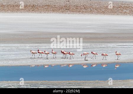 Chilenische Flamingos, Phoenicopterus chilensis, Laguna Tara, Nationalpark Los Flamencos, Region Antofagasta, Chile. Stockfoto