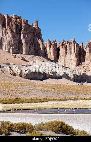 James's Flamingos, Phoenicoparrus jamesi, Salar de Tara y Aguas Calientes I, Nationalpark Los Flamencos, Chile. Stockfoto