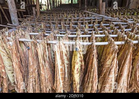 Tabakblätter trocknen im Schuppen. Stockfoto