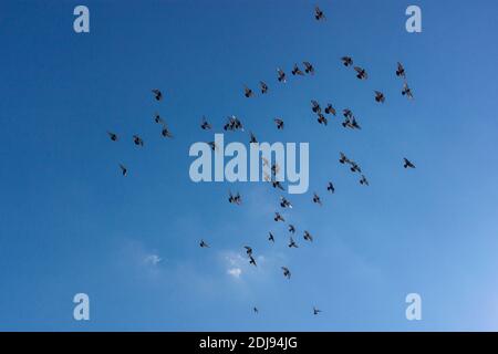 Eine Taubenschar (Columba Livia) fliegt an einem sonnigen Tag als Gruppe in klarem blauen Himmel zusammen. Ein Konzeptbild für Freiheit, Harmonie, Teamarbeit, t Stockfoto