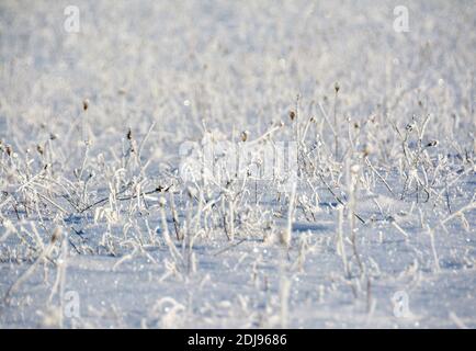 Eine selektive Aufnahme von gefrorenem Gras auf einem schneebedeckten Feld mit nahtloser Winterstruktur Stockfoto