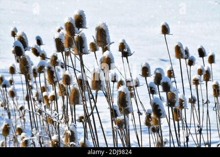 Eine Nahaufnahme von vielen Teelässen im schneebedeckten Feld Stockfoto