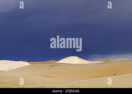 Barkhans in der Mongolei. Sanddünenwüste Mongol Els in der Nähe des Sees Durgen Nuur. Provinz Khovd, Westmongolei. Stockfoto