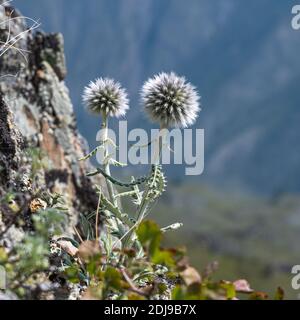 Blütenknospen von Kugeldistel oder Echinops sphaerocephalus close-up Stockfoto