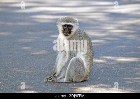 Gruenmeerkatze, Krueger Nationalpark, Suedafrika / (Cercopithecus aethiops) Stockfoto