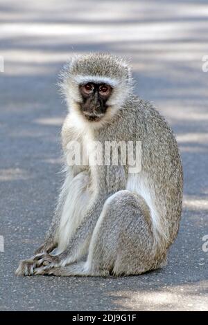 Gruenmeerkatze, Krueger Nationalpark, Suedafrika / (Cercopithecus aethiops) Stockfoto