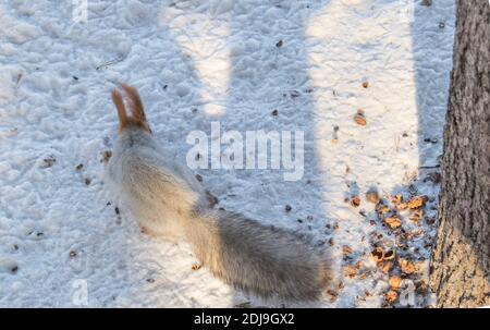 Nettes Eichhörnchen läuft durch den Schnee auf der Suche nach Nahrung, verschwommener Hintergrund, selektiver Fokus, Winter, Park. Stockfoto