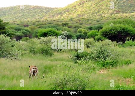 Ein Afrikanischer Leopard (Panthera pardus), der während der Regenzeit in Okonjima, Namibia, durch Gras läuft. Stockfoto