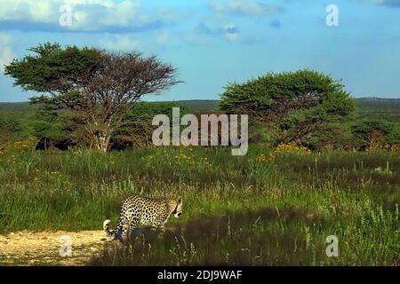 Ein Afrikanischer Leopard (Panthera pardus), der während der Regenzeit in Okonjima, Namibia, durch Gras läuft. Stockfoto