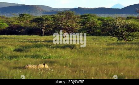 Ein Afrikanischer Leopard (Panthera pardus), der während der Regenzeit in Okonjima, Namibia, durch hohes Gras läuft. Stockfoto
