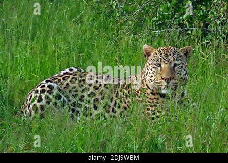 Ein Afrikanischer Leopard (Panthera pardus), der während der Regenzeit im namibischen Okonjima im Gras liegt. Stockfoto