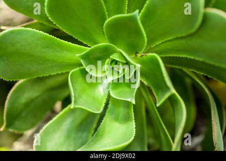 Aeonium percarneum Stockfoto