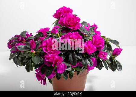 Azalea, Fönsterazalea (Rhododendron simsii) Stockfoto