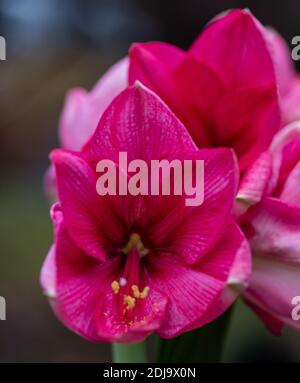 'Hot Pink' Amaryllis, Amaryllis (Hippeastrum x Hortorum) Stockfoto