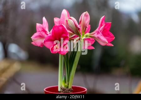 'Hot Pink' Amaryllis, Amaryllis (Hippeastrum x Hortorum) Stockfoto