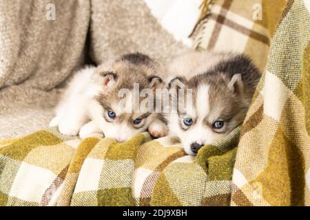 Sehr kleine Husky Welpen. Mit schwarzer Nase und blauen Augen. Sie sitzen auf einer hellgrünen Strukturdecke. Auf dem großen Stuhl. Copyspace Stockfoto