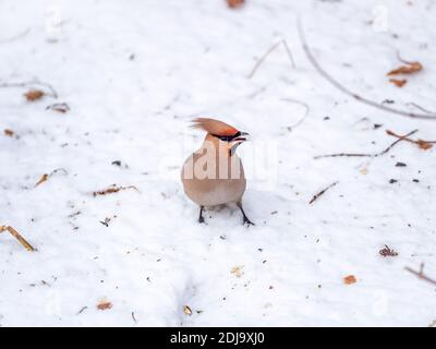 Nahaufnahme des böhmischen Waxwing-Vogels, der im Schnee sitzt. Böhmisches Wachswerk, lateinischer Name Bombycilla garrulus, im Winter im weißen Schnee sitzend Stockfoto