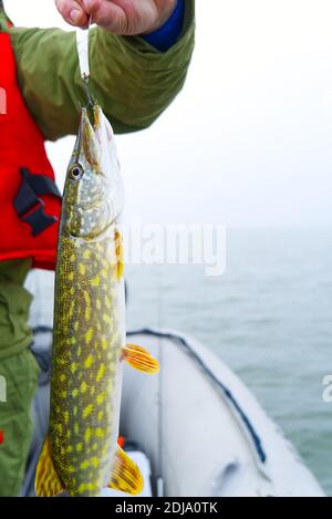 Angeln an der ostsee. Fischer fängt Hecht. hecht fing Hecht Köder. Fischer hält einen gefangenen Hecht Stockfoto