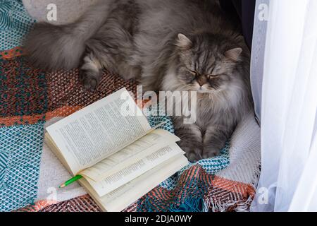 Flauschige schottische Katze liegt mit einem Buch auf einer Decke auf dem Boden. Öffnen Sie die Ansicht von oben. Das Konzept des Wohnkomforts und des Lesens. Zu Hause, ein schönes Grau Stockfoto