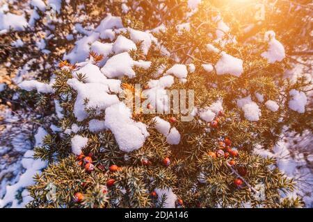 Wacholderzweige und Zapfen unter Schnee und Eis, beleuchtet durch Sonnenlicht. Juniperus oxycedrus. Winterzeit. wacholderbeeren unter Schnee. Das Konzept von Stockfoto