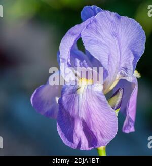 "Kaiserin von Indien' Tall Bearded Iris, Skäggiris (Iris germanica) Stockfoto