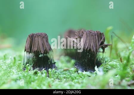 Stemonitis fusca, Röhrenschleimform aus Finnland ohne gemeinsamen englischen Namen Stockfoto