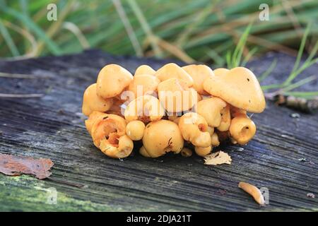 Flammula alnicola, auch Pholiota alnicola genannt, allgemein bekannt als Alder Scalycap, wilder Pilz aus Finnland Stockfoto