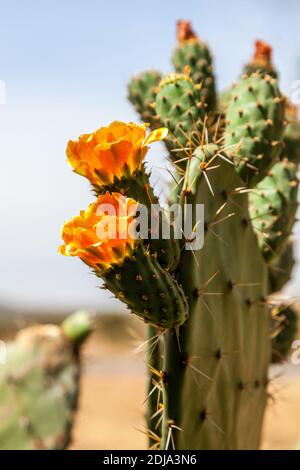 Gelbe Blüten auf einem wilden Kaktus Stockfoto