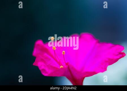 Blumenbeet mit violett Petunie, bunte violett-rote petunia Blume Nahaufnahme, Petunia Blumen blühen, Petunia, Petunien blühen Blumen im Garten. Stockfoto